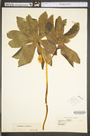 Podophyllum peltatum