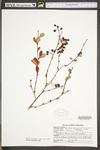 Berberis canadensis