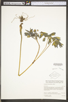 Caulophyllum thalictroides