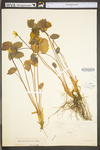 Jeffersonia diphylla