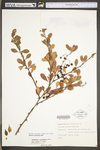 Berberis canadensis