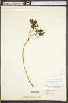 Caulophyllum thalictroides