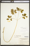 Caulophyllum thalictroides