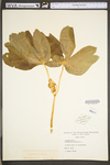 Podophyllum peltatum