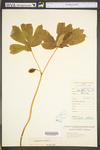 Podophyllum peltatum