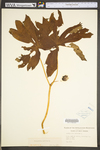 Podophyllum peltatum