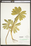 Podophyllum peltatum