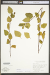 Betula nigra