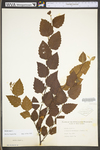 Betula nigra