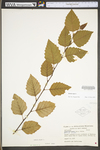 Betula nigra