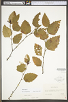 Betula nigra