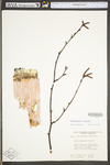 Betula cordifolia