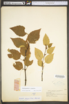 Betula papyrifera var. papyrifera