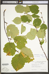 Betula cordifolia