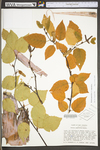 Betula papyrifera var. papyrifera