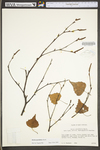 Betula populifolia