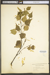 Betula populifolia