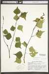 Betula populifolia