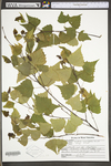 Betula populifolia