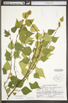 Betula populifolia