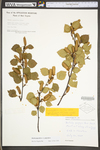 Betula pubescens ssp. pubescens