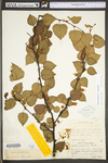 Betula pubescens ssp. pubescens