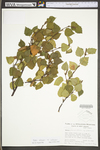 Betula pubescens ssp. pubescens