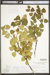 Betula pubescens ssp. pubescens