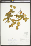 Betula pubescens ssp. pubescens