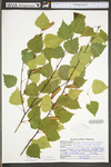 Betula pubescens ssp. pubescens