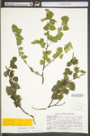 Betula pubescens ssp. pubescens