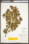 Betula pubescens ssp. pubescens