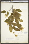 Carpinus caroliniana ssp. virginiana