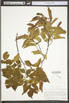 Carpinus caroliniana ssp. virginiana