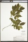 Carpinus caroliniana ssp. virginiana