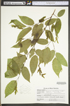 Carpinus caroliniana ssp. virginiana