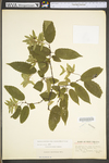 Carpinus caroliniana ssp. virginiana