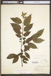 Carpinus caroliniana ssp. virginiana