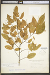 Carpinus caroliniana ssp. virginiana