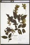 Carpinus caroliniana ssp. virginiana