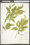 Carpinus caroliniana ssp. virginiana