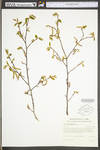 Carpinus caroliniana ssp. virginiana