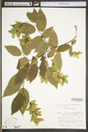 Carpinus caroliniana ssp. virginiana