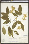 Carpinus caroliniana ssp. virginiana