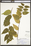 Carpinus caroliniana ssp. virginiana