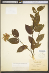 Carpinus caroliniana ssp. virginiana