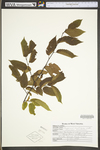 Carpinus caroliniana ssp. virginiana