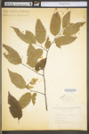 Carpinus caroliniana ssp. virginiana