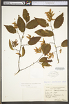 Carpinus caroliniana ssp. virginiana