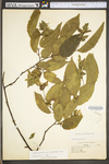 Carpinus caroliniana ssp. virginiana